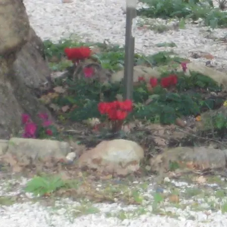 La Selva Dell'ampolla *