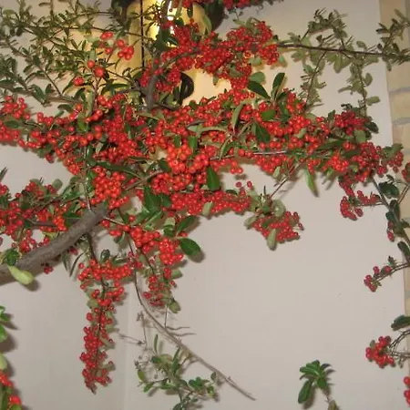 La Selva Dell'ampolla *
